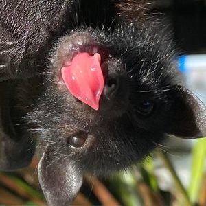 Meet your Posher, Asha